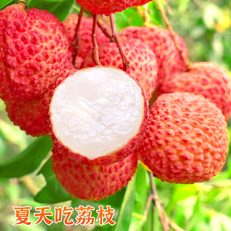 【精品一级果】广东桂味荔枝礼盒装净重2.5-3斤左右