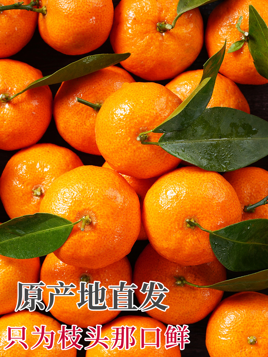 砂糖橘精品果10斤